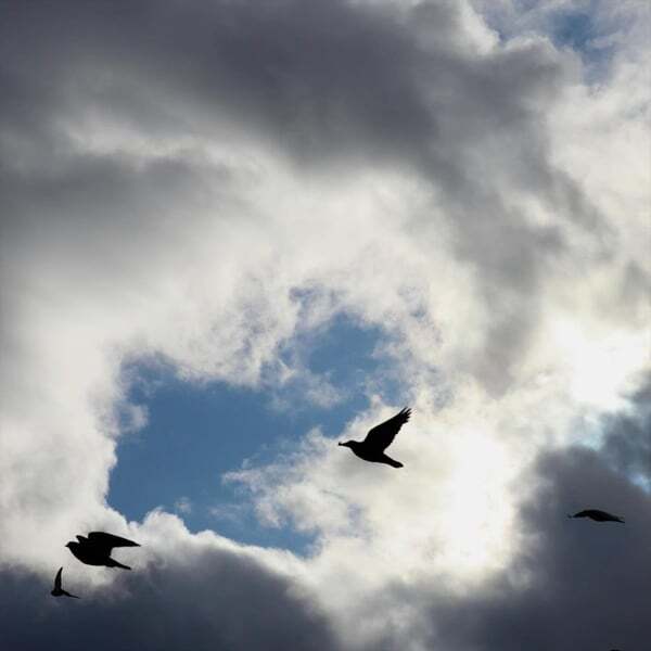 Cover art for Patch of Blue